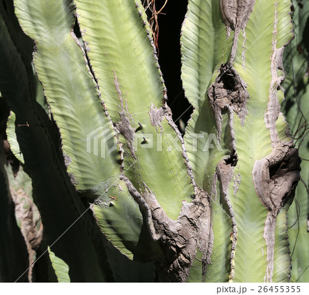 cactuses closeup in natural conditions cactuses closeup in natural conditions 26455355