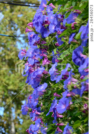 咲き誇るアサガオ・朝顔 咲き誇るアサガオ・朝顔 26456073