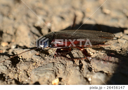 クロゴキブリ・黒ゴキブリ 26456147