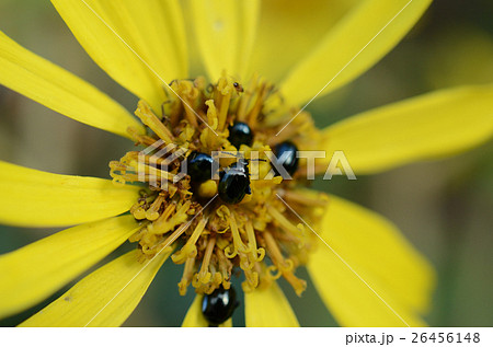 ルリマルノミハムシ・瑠璃丸蚤羽虫 26456148