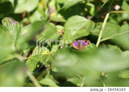 ムラサキツバメ♀ 26456163