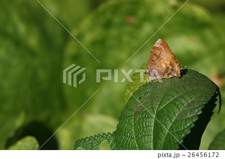 ムラサキツバメ 26456172