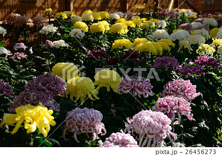 冬に咲く、大菊の花 冬に咲く、大菊の花 26456273
