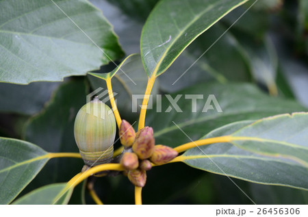 アラカシ・粗樫のドングリ・団栗 26456306