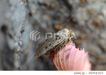 クロクモヤガ・黒雲夜蛾 26456307