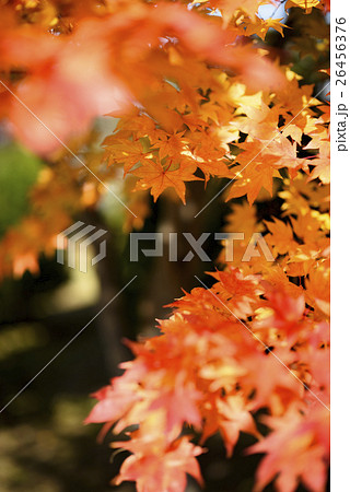 紅葉（+前ぼけ） 26456376