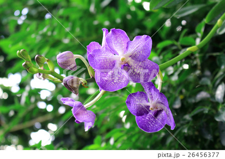 Orchid flower Vanda 26456377