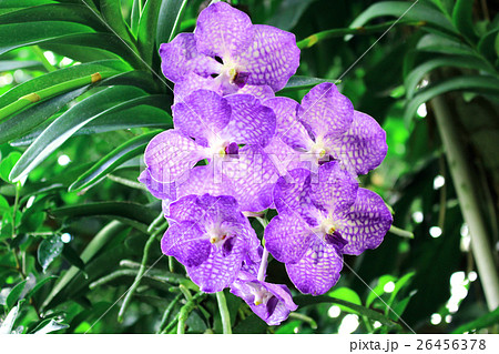 Orchid flower Vanda 26456378