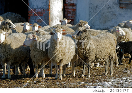 Sheeps on the farm Sheeps on the farm 26456477