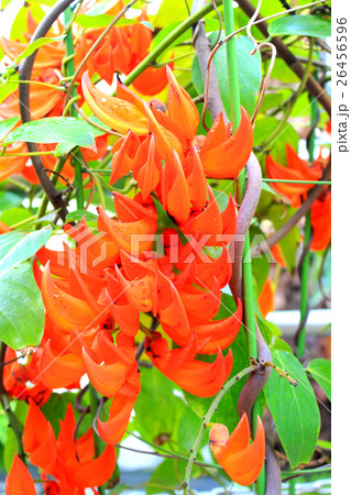 ムクナ・ベネッティ　Mucuna bennettii 26456596