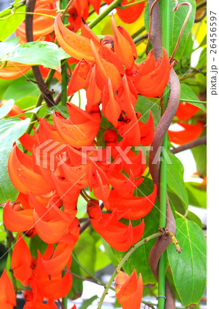 ムクナ・ベネッティ　Mucuna bennettii 26456597