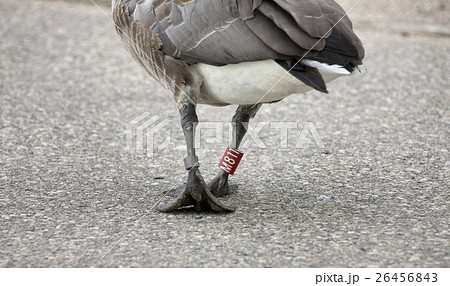 Goose Leg Banded 26456843