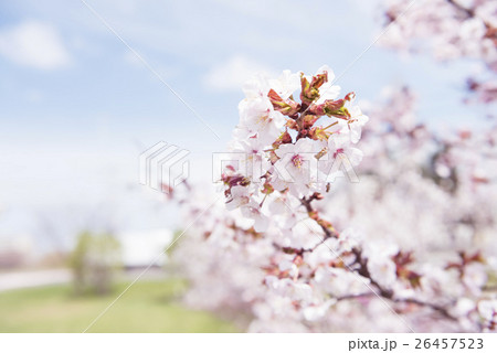 満開の桜（被写界深度浅め） 26457523