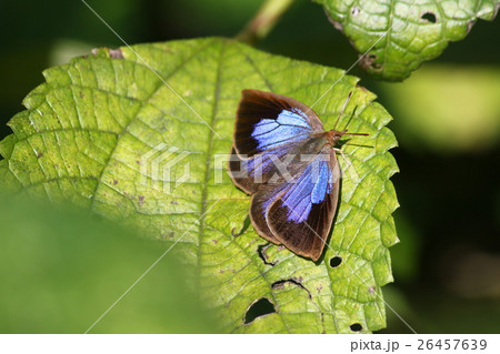 ムラサキシジミ♀ 26457639