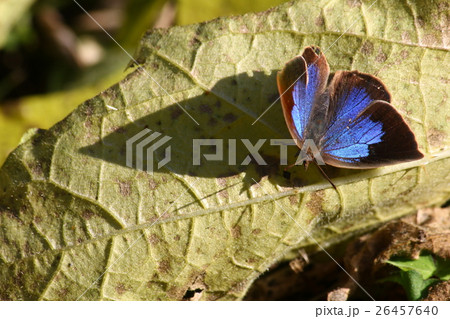 ムラサキシジミ♀ ムラサキシジミ♀ 26457640