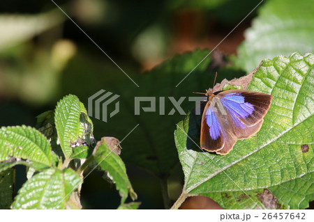 ムラサキシジミ♀ 26457642