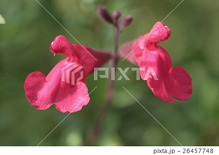 自然　植物　チェリーセージ、赤白ピンクにツートンカラー。色々な花色の初心者向けのハーブだそうです 26457748