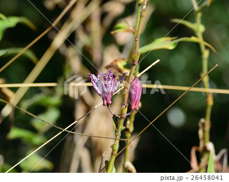 野趣あふれる山野草、ホトトギスー１ 26458041