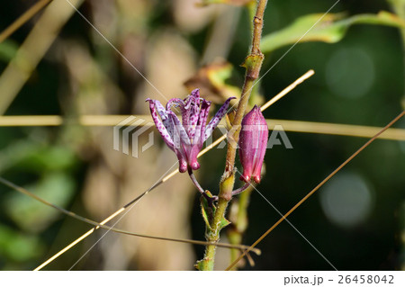 野趣あふれる山野草、ホトトギスー2 野趣あふれる山野草、ホトトギスー2 26458042