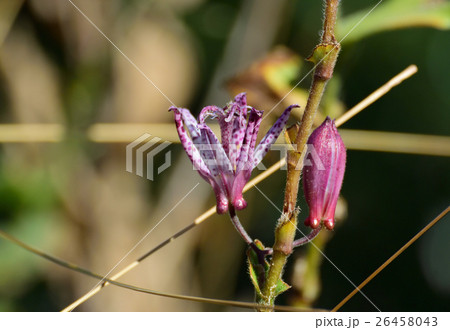 野趣あふれる山野草、ホトトギスー3 野趣あふれる山野草、ホトトギスー3 26458043