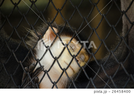 Red-shanked douc Red-shanked douc 26458400