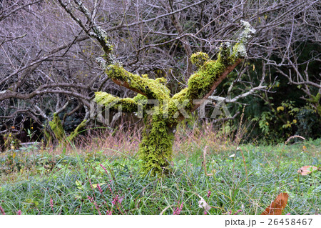 苔むす梅林、梅の老木-3 苔むす梅林、梅の老木-3 26458467
