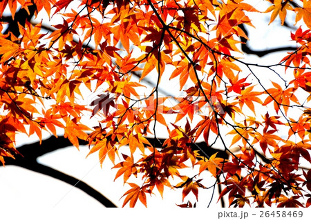 秋紅葉の色彩豊かな日本の楓 秋紅葉の色彩豊かな日本の楓 26458469