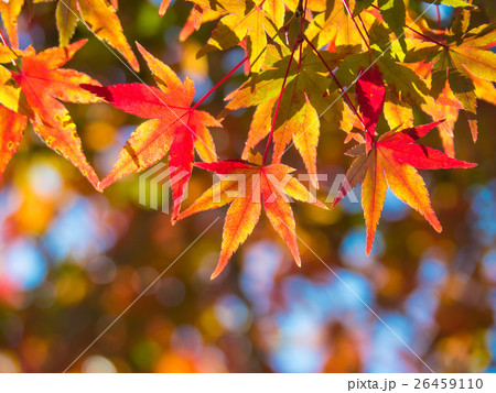 鮮やかな紅葉 鮮やかな紅葉 26459110