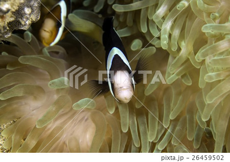 魚 魚類 サカナ 26459502