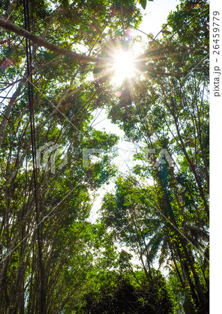Background of rubber trees cultivated Background of rubber trees cultivated 26459779