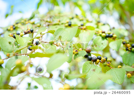 the Ziziphus Oenoplia thai wild fruits the Ziziphus Oenoplia thai wild fruits 26460095