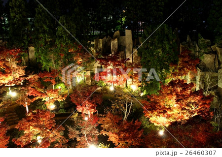 けいはんな記念公園の紅葉ライトアップ けいはんな記念公園の紅葉ライトアップ 26460307