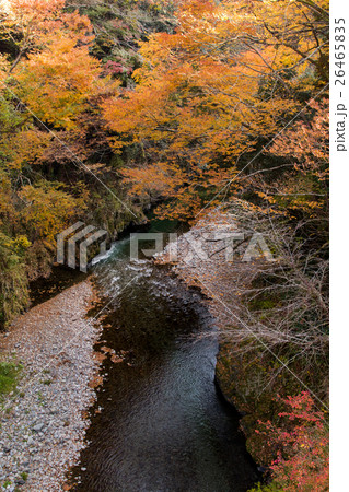 紅葉~秋川渓谷~(東京都-あきる野市) 紅葉~秋川渓谷~(東京都-あきる野市) 26465835