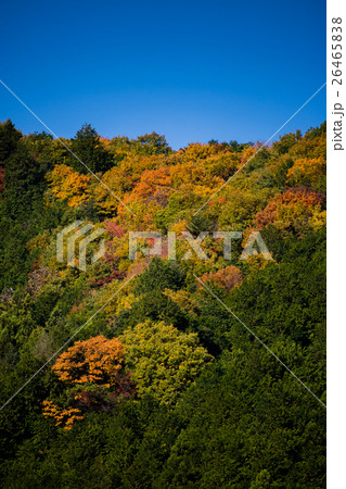 紅葉~秋川渓谷~(東京都-あきる野市) 紅葉~秋川渓谷~(東京都-あきる野市) 26465838
