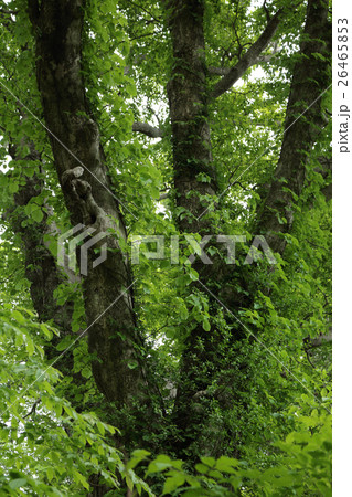 つる植物とブナ大木 筑波山 つる植物とブナ大木 筑波山 26465853
