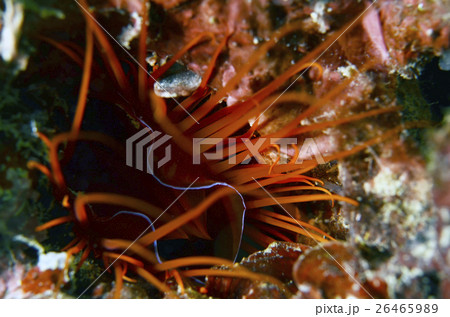 黄色 イエロー 黄色い 26465989