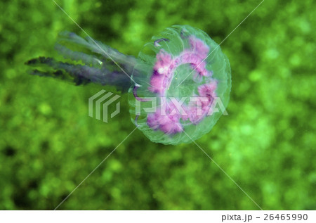 台湾 新北市 旅行 26465990