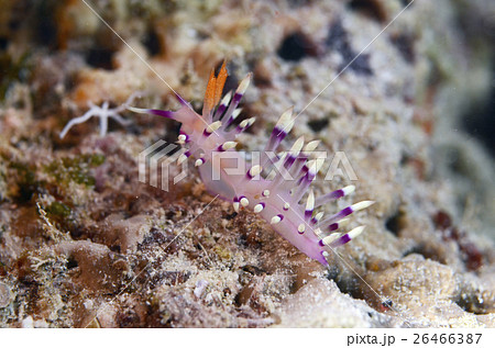 海の生物 海の生き物 海洋生物 26466387