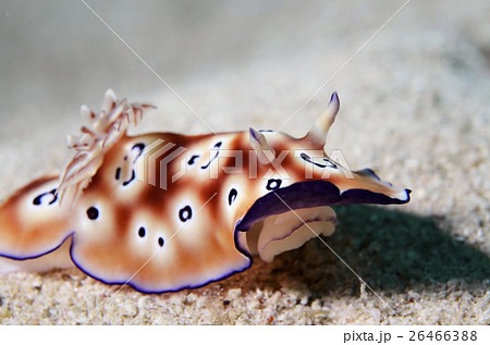 海の生物 海の生き物 海洋生物の写真素材