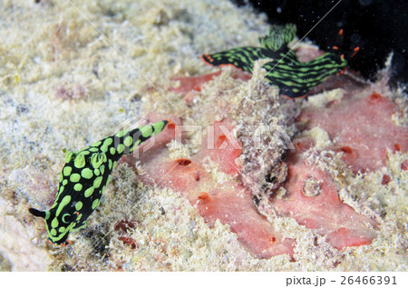 海の生物 海の生き物 海洋生物 26466391