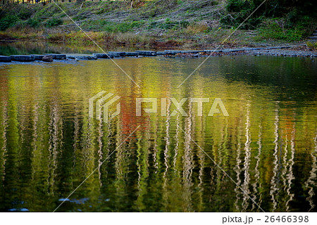 川を渡る飛び石と川面に映る木々 嵐山渓谷 川を渡る飛び石と川面に映る木々 嵐山渓谷 26466398