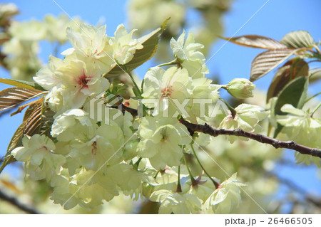 ウコン桜（咲き始め） 26466505