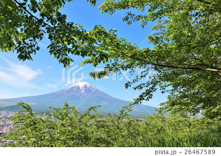 富士山と生い茂る新緑の葉桜 富士山と生い茂る新緑の葉桜 26467589