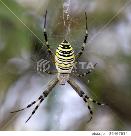 Spider on spiderweb 26467654