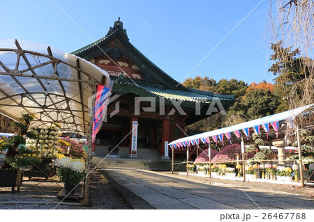 関東菊花大会（大光院） 26467788