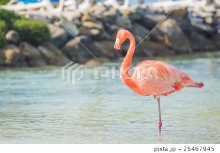 One flamingo on the beach 26467945