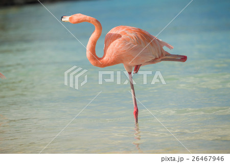One flamingo on the beach 26467946