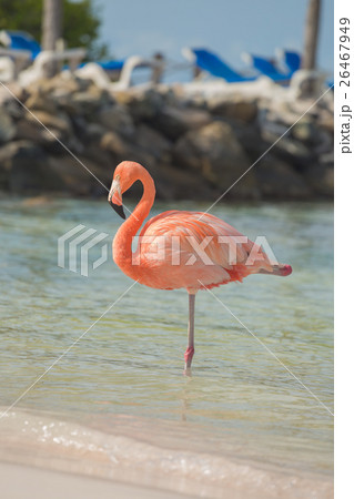 One flamingo on the beach 26467949