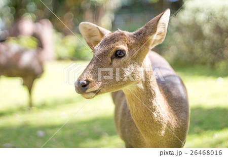 face of deer mammal animal in park face of deer mammal animal in park 26468016