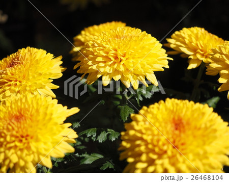 菊 26468104